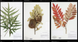 Three side-by-side plant specimens mounted on herbarium sheets, in green, brown, and red